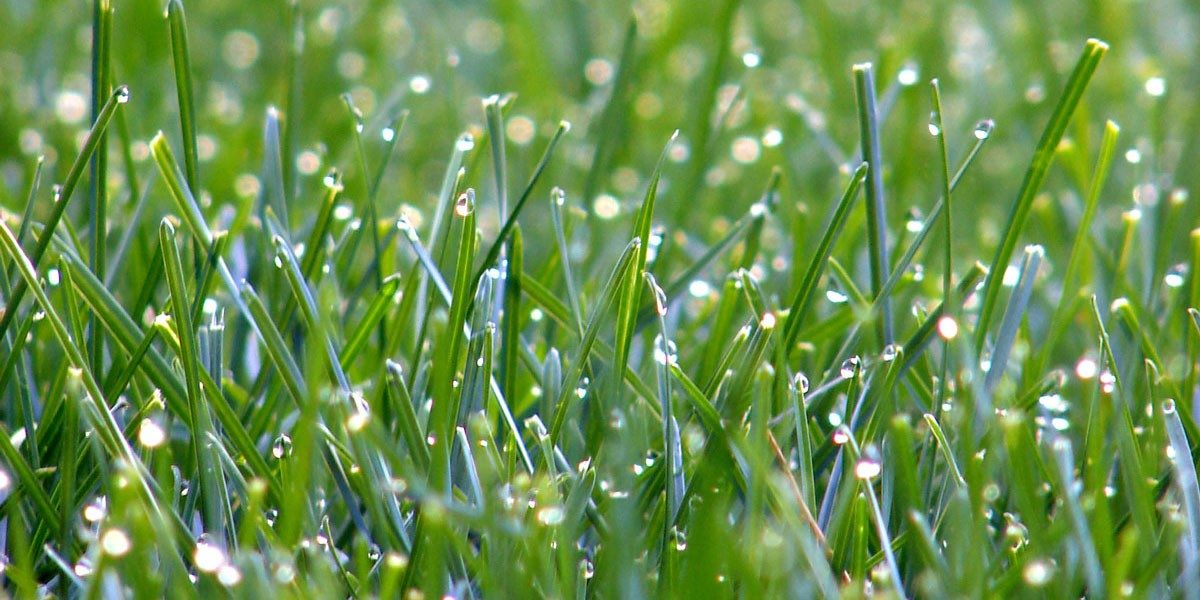 Close-up van gras