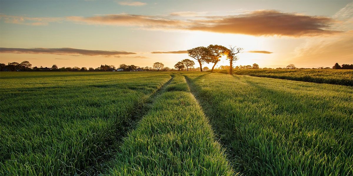 Groen landschap bij zonsondergang